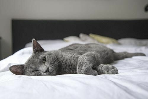 gato gris cama
