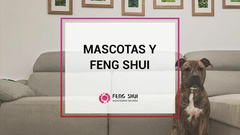 mascotas y fs 3