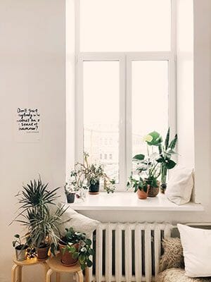 ventana plantas